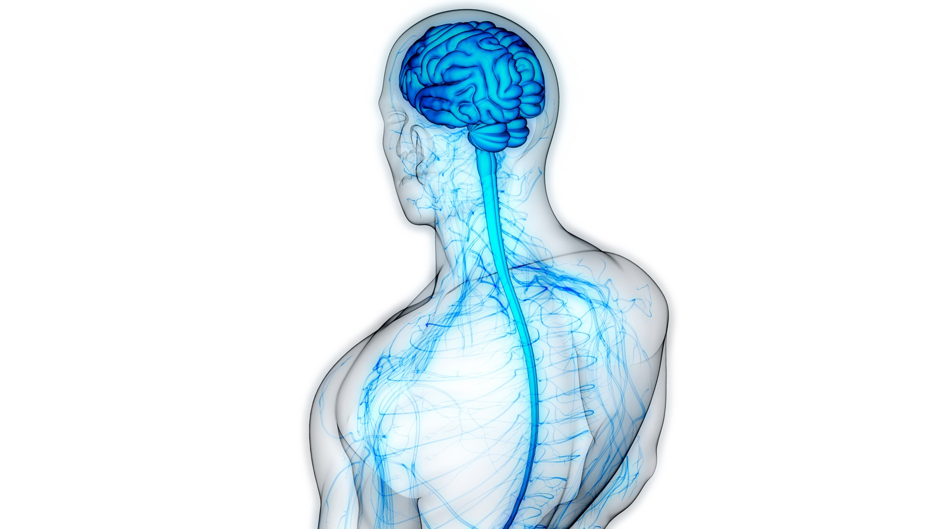 Central Organ of Human Nervous System Brain Anatomy